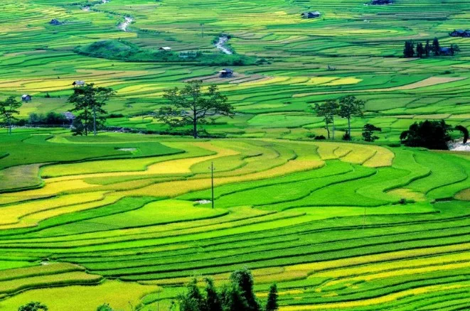 Án lệ số 33/2020/AL về trường hợp cá nhân được Nhà nước giao đất