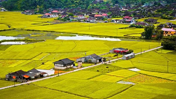 Có đòi lại được ruộng bị chị dâu bán 20 năm trước?