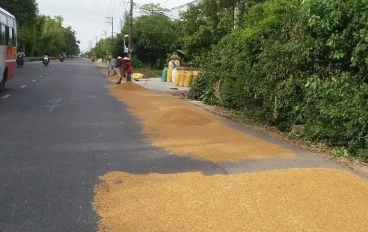 Phơi thóc trên đường gây mất an toàn giao thông có bị phạt không?