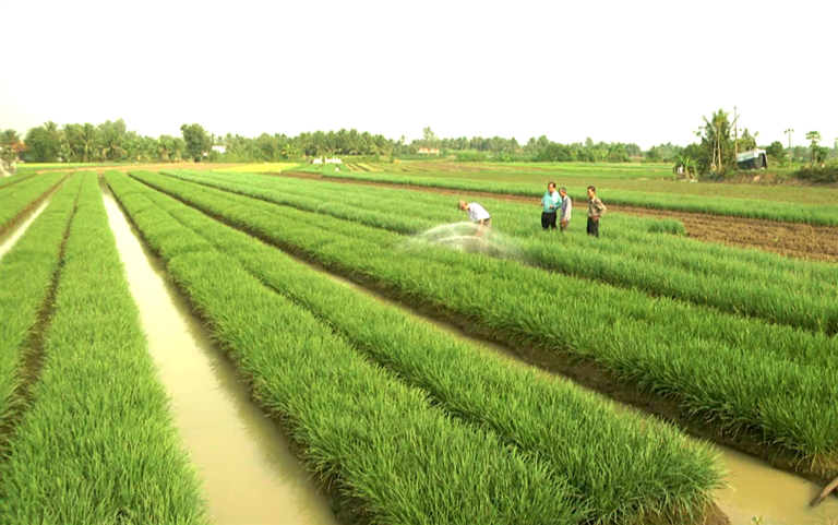 Thủ tục chuyển đổi từ đất trồng lúa sang đất ở