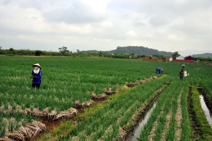 Đất phần trăm có làm được sổ đỏ không